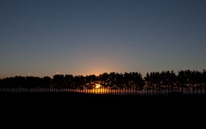 Preview wallpaper sunset, spruce, trees, sky, sun