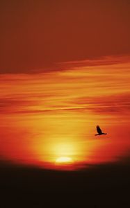 Preview wallpaper sunset, sun, bird, flying, dark