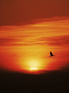 Preview wallpaper sunset, sun, bird, flying, dark