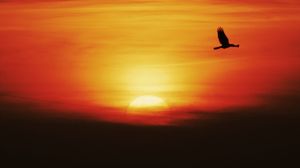 Preview wallpaper sunset, sun, bird, flying, dark