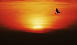 Preview wallpaper sunset, sun, bird, flying, dark