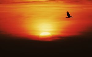 Preview wallpaper sunset, sun, bird, flying, dark