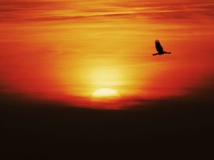 Preview wallpaper sunset, sun, bird, flying, dark