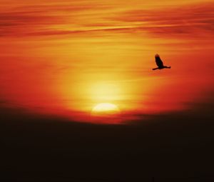 Preview wallpaper sunset, sun, bird, flying, dark