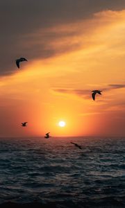 Preview wallpaper sunset, sun, birds, sea, horizon