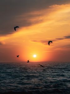 Preview wallpaper sunset, sun, birds, sea, horizon