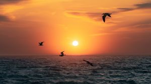 Preview wallpaper sunset, sun, birds, sea, horizon
