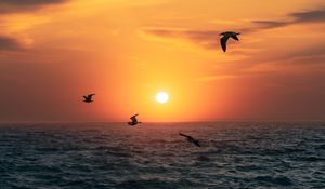 Preview wallpaper sunset, sun, birds, sea, horizon