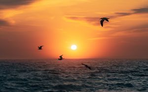 Preview wallpaper sunset, sun, birds, sea, horizon