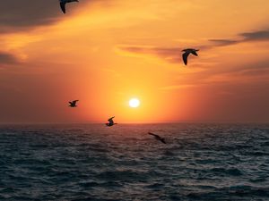 Preview wallpaper sunset, sun, birds, sea, horizon