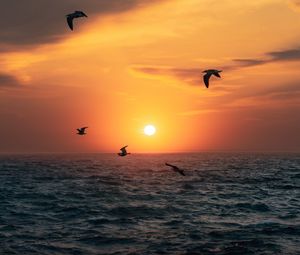 Preview wallpaper sunset, sun, birds, sea, horizon