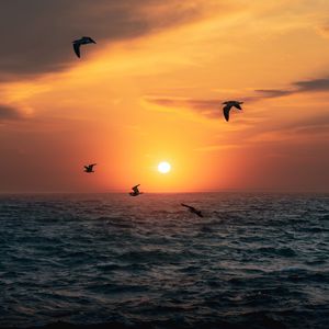 Preview wallpaper sunset, sun, birds, sea, horizon