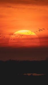 Preview wallpaper sunset, sun, birds, twilight
