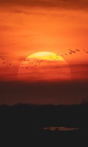 Preview wallpaper sunset, sun, birds, twilight