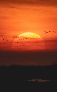 Preview wallpaper sunset, sun, birds, twilight
