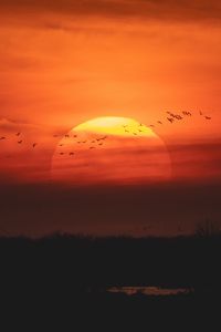 Preview wallpaper sunset, sun, birds, twilight