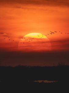 Preview wallpaper sunset, sun, birds, twilight