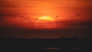 Preview wallpaper sunset, sun, birds, twilight