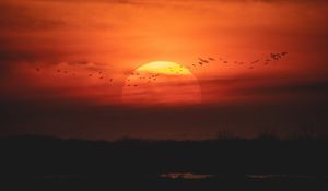 Preview wallpaper sunset, sun, birds, twilight