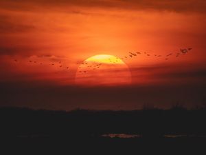 Preview wallpaper sunset, sun, birds, twilight