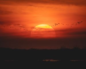 Preview wallpaper sunset, sun, birds, twilight