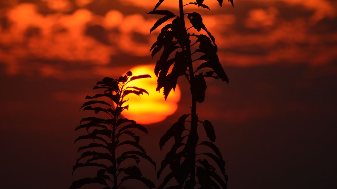 Wallpaper sunset, sun, branch, dark, dusk