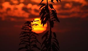 Preview wallpaper sunset, sun, branch, dark, dusk