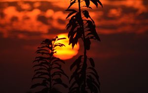 Preview wallpaper sunset, sun, branch, dark, dusk