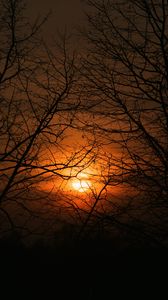 Preview wallpaper sunset, sun, branches, trees, sky
