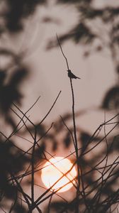 Preview wallpaper sunset, sun, branches, bird, dark