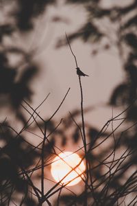Preview wallpaper sunset, sun, branches, bird, dark
