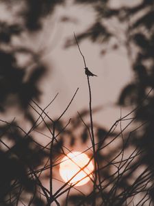 Preview wallpaper sunset, sun, branches, bird, dark