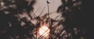 Preview wallpaper sunset, sun, branches, bird, dark