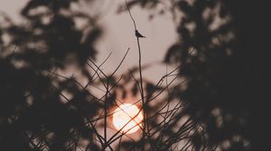 Preview wallpaper sunset, sun, branches, bird, dark
