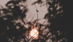 Preview wallpaper sunset, sun, branches, bird, dark