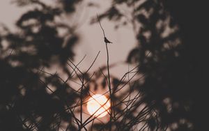 Preview wallpaper sunset, sun, branches, bird, dark