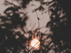 Preview wallpaper sunset, sun, branches, bird, dark