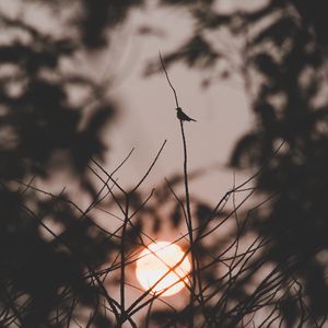 Preview wallpaper sunset, sun, branches, bird, dark