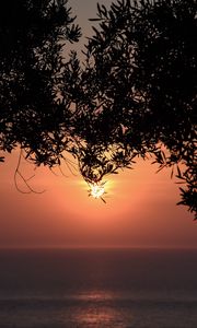 Preview wallpaper sunset, sun, branches, sea, horizon