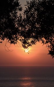 Preview wallpaper sunset, sun, branches, sea, horizon