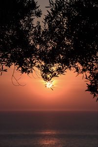 Preview wallpaper sunset, sun, branches, sea, horizon