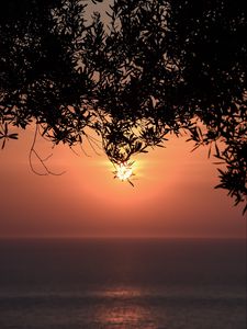 Preview wallpaper sunset, sun, branches, sea, horizon