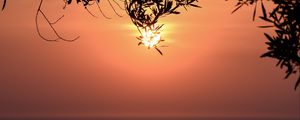 Preview wallpaper sunset, sun, branches, sea, horizon