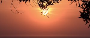 Preview wallpaper sunset, sun, branches, sea, horizon