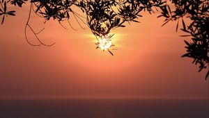 Preview wallpaper sunset, sun, branches, sea, horizon