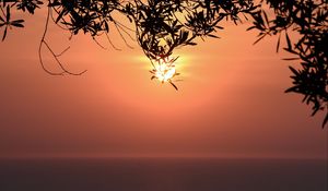 Preview wallpaper sunset, sun, branches, sea, horizon