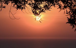 Preview wallpaper sunset, sun, branches, sea, horizon