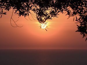 Preview wallpaper sunset, sun, branches, sea, horizon