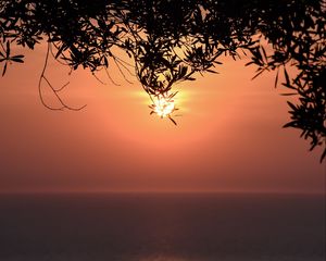 Preview wallpaper sunset, sun, branches, sea, horizon