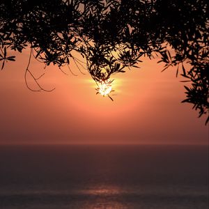 Preview wallpaper sunset, sun, branches, sea, horizon